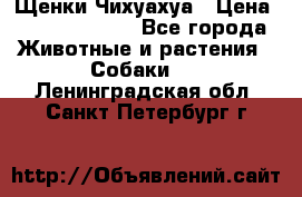 Щенки Чихуахуа › Цена ­ 12000-15000 - Все города Животные и растения » Собаки   . Ленинградская обл.,Санкт-Петербург г.